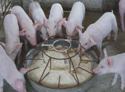 飼喂顆粒料的優(yōu)勢體現(xiàn)在哪些方面呢？
